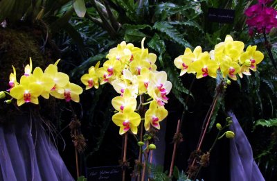 Orchids 025.jpg