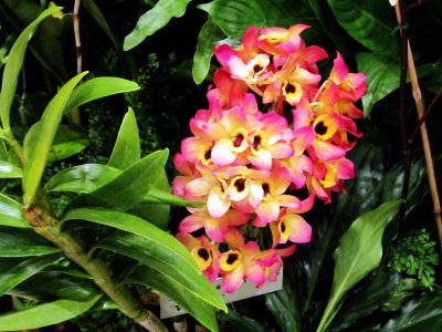 Orchids 028.jpg