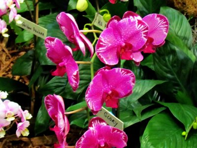 Orchids 030.jpg