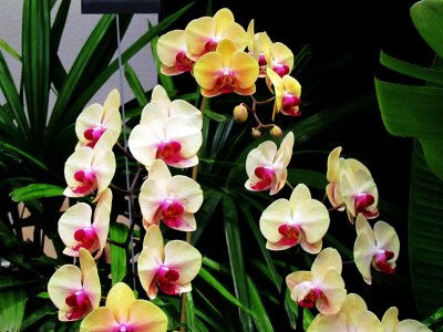 Orchids 035.jpg