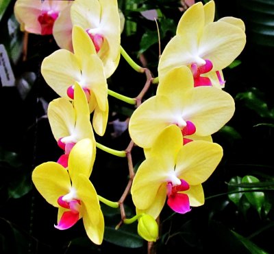 Orchids 036.jpg
