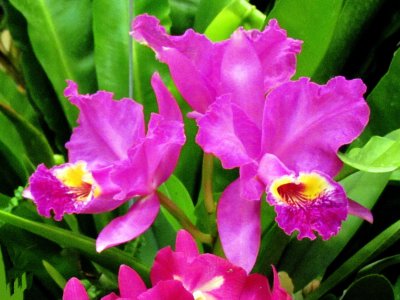 Orchids 037.jpg