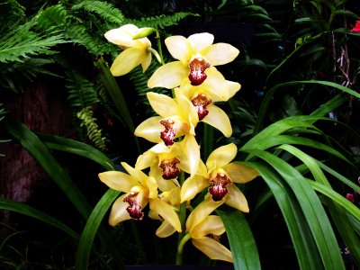 Orchids 038.jpg