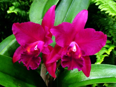 Orchids 039.jpg
