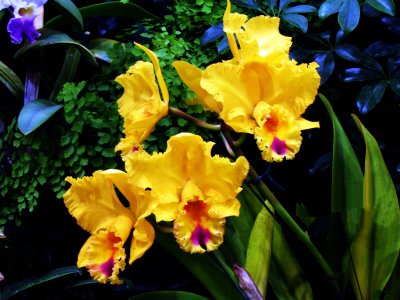 Orchids 042.jpg