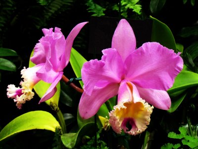 Orchids 043.jpg