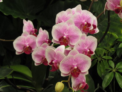 Orchids 044.jpg