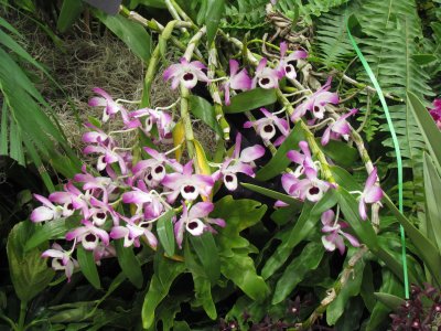 Orchids 045.jpg