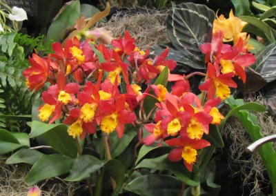 Orchids 046.jpg