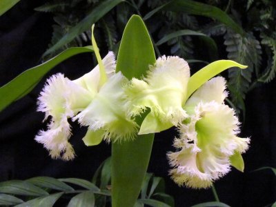 Orchids 048.jpg