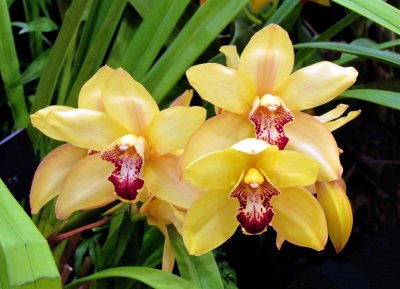 Orchids 051.jpg