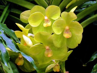 Orchids 052.jpg