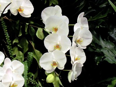 Orchids 053.jpg