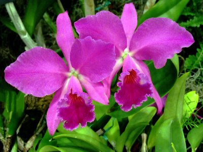 Orchids 054.jpg