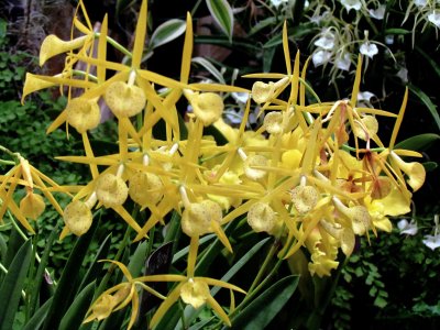Orchids 055.jpg