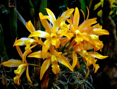 Orchids 056.jpg