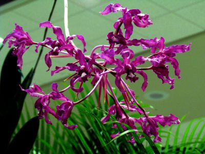 Orchids 064.jpg