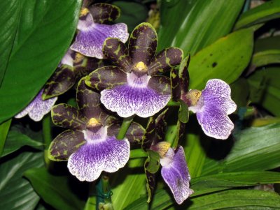 Orchids 065.jpg