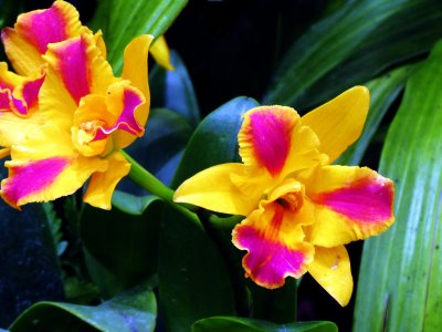 Orchids 066.jpg
