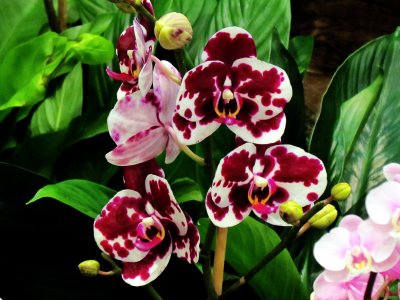 Orchids 068.jpg