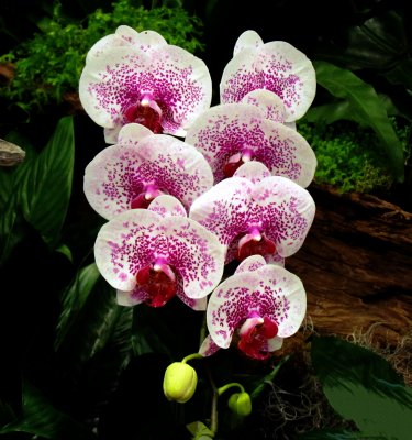 Orchids 069.jpg