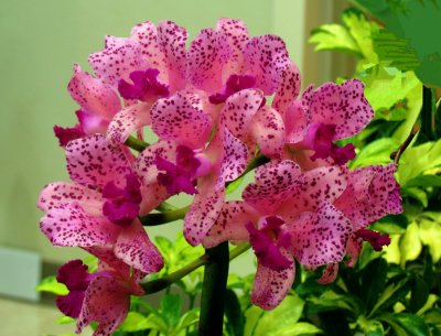 Orchids 079.jpg