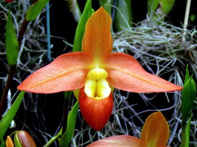Orchids 083.jpg