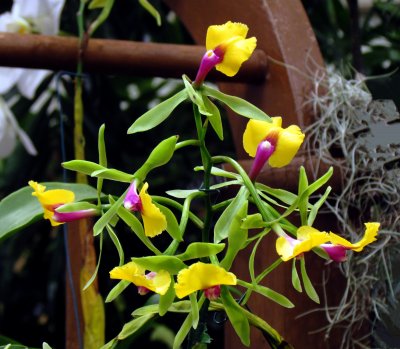 Orchids 085.jpg