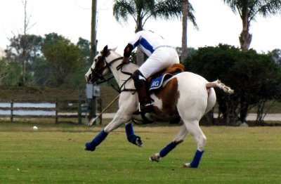 POLO 029.jpg