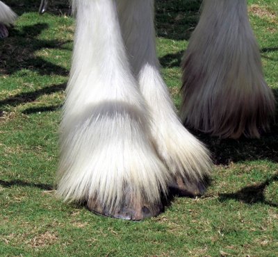 BEAUTY OF THE LEGS
