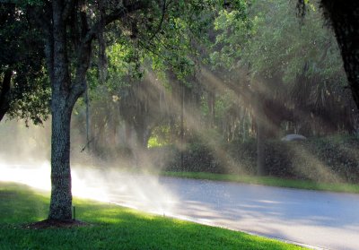 Morning Rays