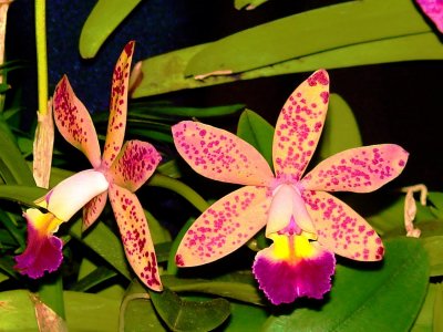 Orchids2 012.jpg