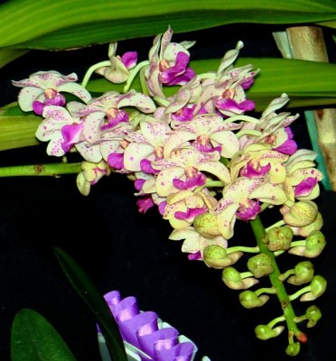 Orchids2 013a.jpg