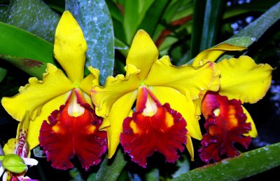 Orchids2 014.jpg