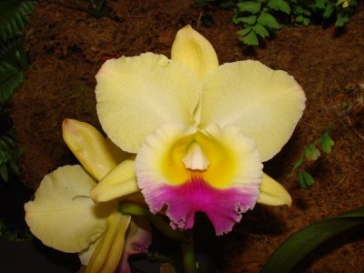 Orchids2 019.jpg