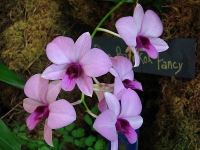 Orchids2 027.jpg