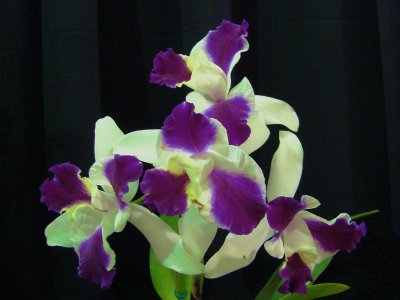 Orchids2 029.jpg