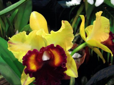 Orchids2 036.jpg