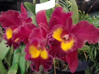 Orchids2 037.jpg
