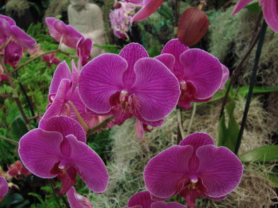 Orchids2 040.jpg