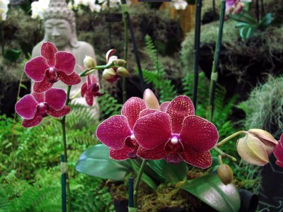 Orchids2 041.jpg