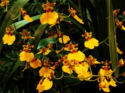 Orchids2 046.jpg