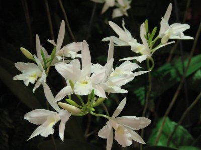 Orchids2 055.jpg