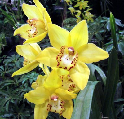 Orchids2 058.jpg
