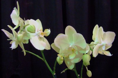 Orchids2 059.jpg