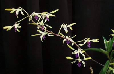 Orchids2 060.jpg