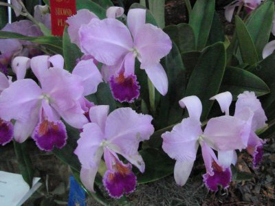 OrchidsRich 003.jpg