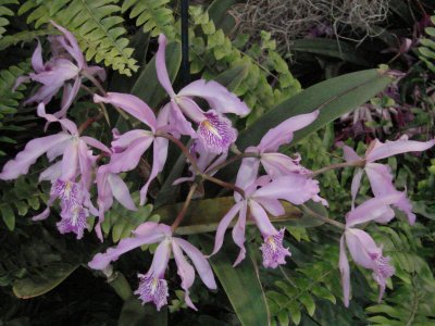 OrchidsRich 005.jpg