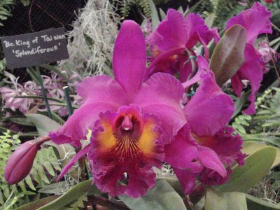 OrchidsRich 006.jpg