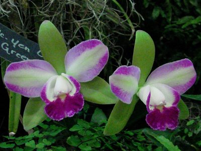OrchidsRich 007.jpg